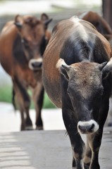 Cows walking in the street