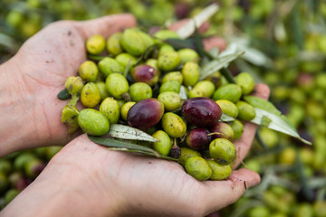 Olive in mano