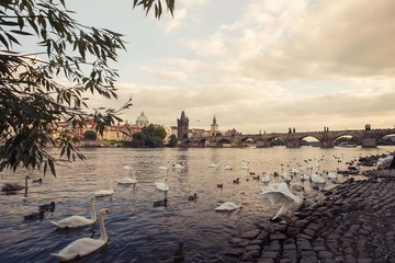 Obraz premium Prague swans