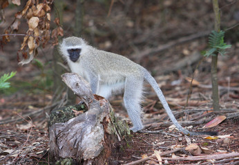 Monkey lookimg for food