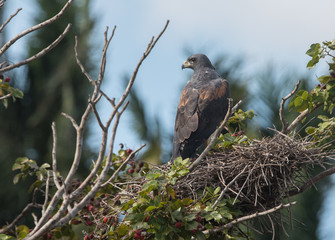 Hawk on Nest