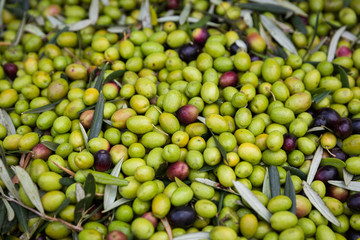 Raccolta olive