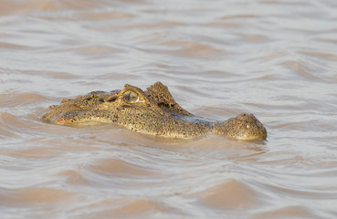 Caiman in Watet