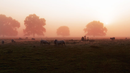 Fototapeta na wymiar Silhouettes of trees and sheep in a misty sunrise, Stanford-on-Avon