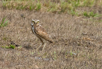 Burrowing Owl