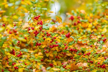 Red berries on the bush in autumn