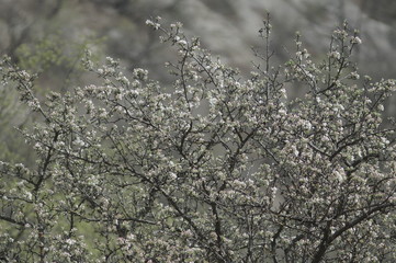 Cherry blooms