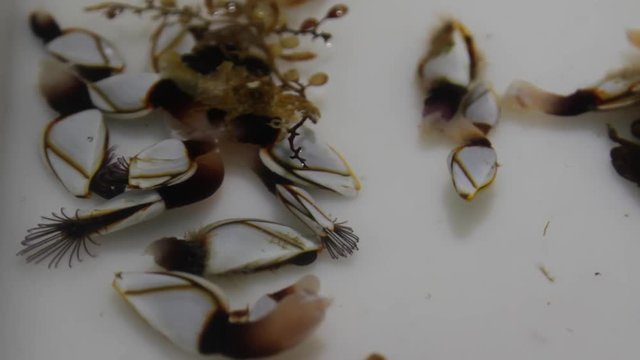 Goose Barnacles in bucket