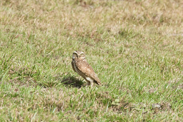 Burrowing Owl