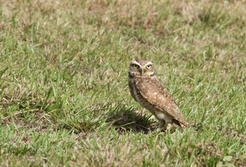 Burrowing Owl