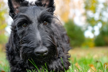 funny naughty dog