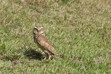 Burrowing Owl
