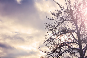 Silhouette lonely tree against of storm cloudy sky