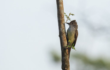 Bird in Tree