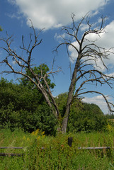 Dead tree