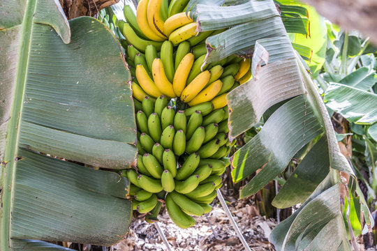 Gr&uuml;ne und gelbe Bananen an einer Bananenstaude 