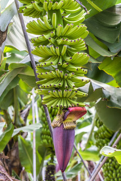 Grüne Bananen wachsen an einer Bananenstaude mit violetter Blüte