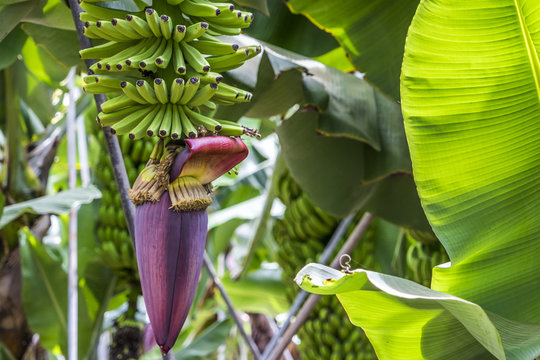 Gr&uuml;ne Bananen an einer Bananenstaude mit einer lila Bl&uuml;te