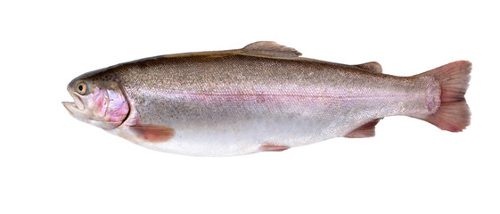 Rainbow trout  isolated on white. Fresh fish.