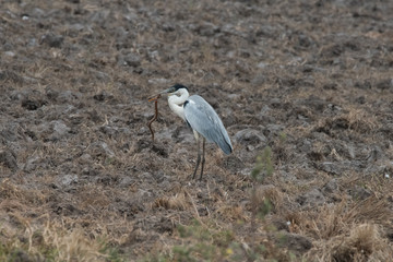 Bird witth Snake