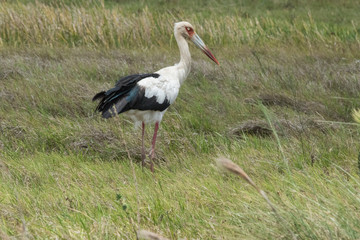 Stork in Grass