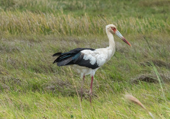Stork in Grass