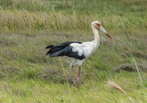 Stork in Grass