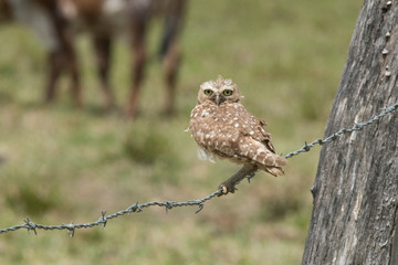 Burrowing Owl on Fence