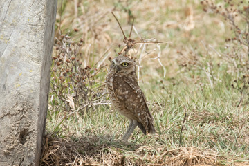 Burrowing Owl