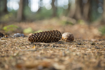 Pine cones lie on the ground