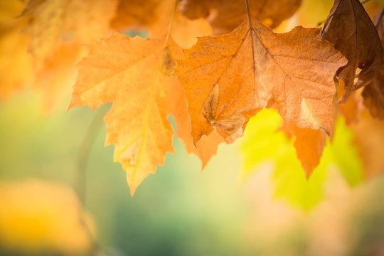 Autumnal leaves in blurred background, brown foliage, sunlight
