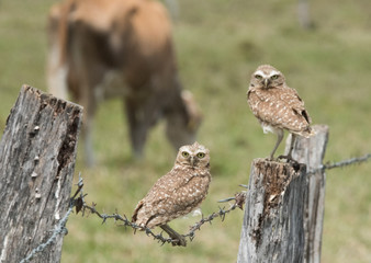 Burrowing Owl on Fence