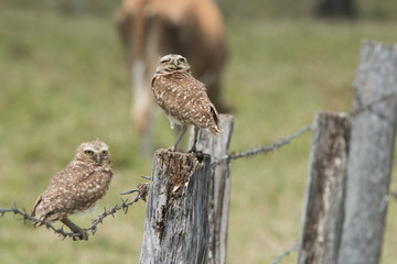 Burrowing Owl on Fence