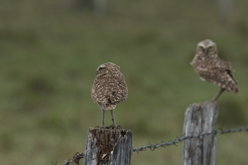 Burrowing Owl on Fence