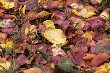 autumn fallen leaves
