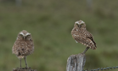 Burrowing Owl on Fence