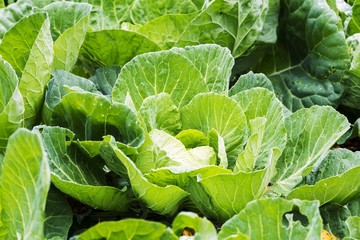 cabbage vegetable in garden
