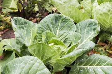Naklejka premium cabbage vegetable in garden