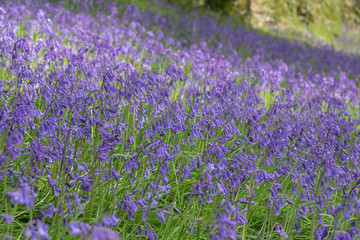 Naklejka premium Bluebell flowers