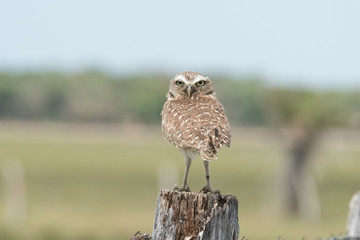 Burrowing Owl on Fence