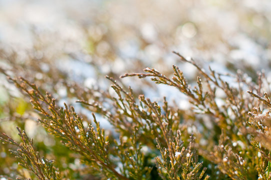 Winter background, coniferous branches, spruce, tuya.Oboy, graphic resource