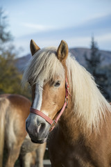 Portrait of beautiful horse