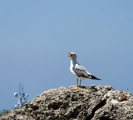 seagull