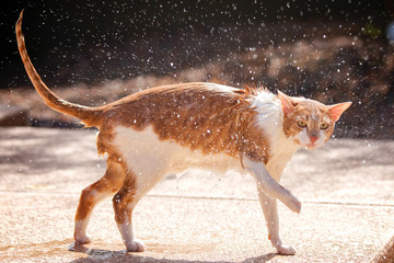 Unhappy wet cat © Lisa