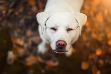 Junger labrador retriever hund welpe im Herbst mit verfärbten Blättern und süßem Blick