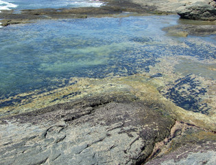 Urchin habitat