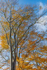 Drzewo buk na tle nieba