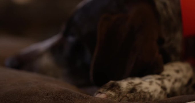 Sleeping dog - close up on paw and ear