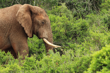 An African elephant in the Addo Elephant National Park near Port Elizabeth, South Africa.