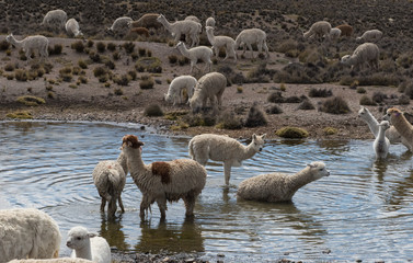 Alpaca grazing